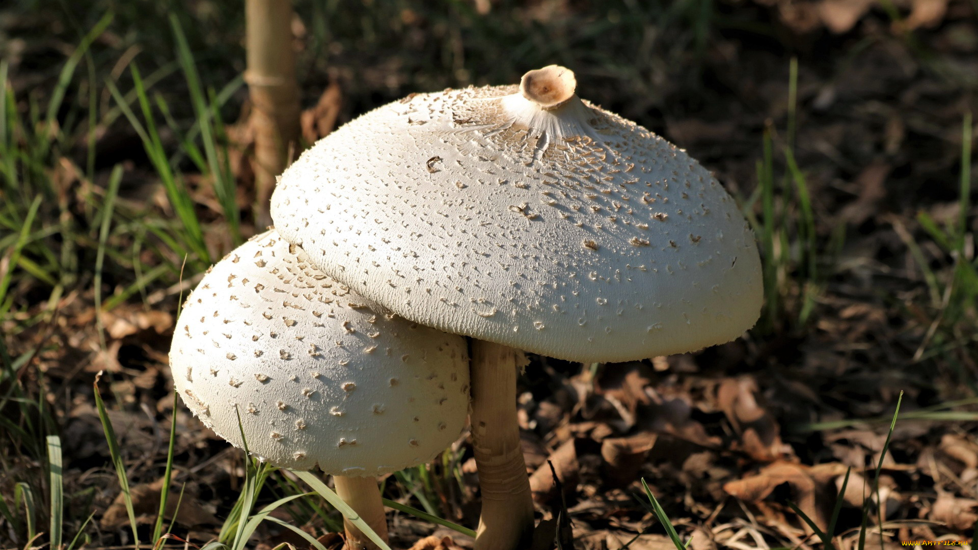 природа, грибы, дуэт