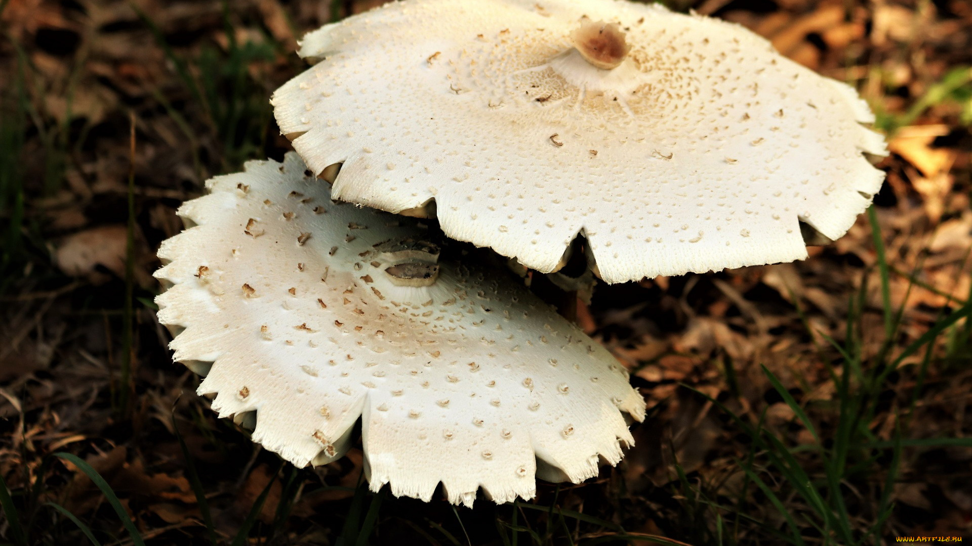 природа, грибы, шляпки