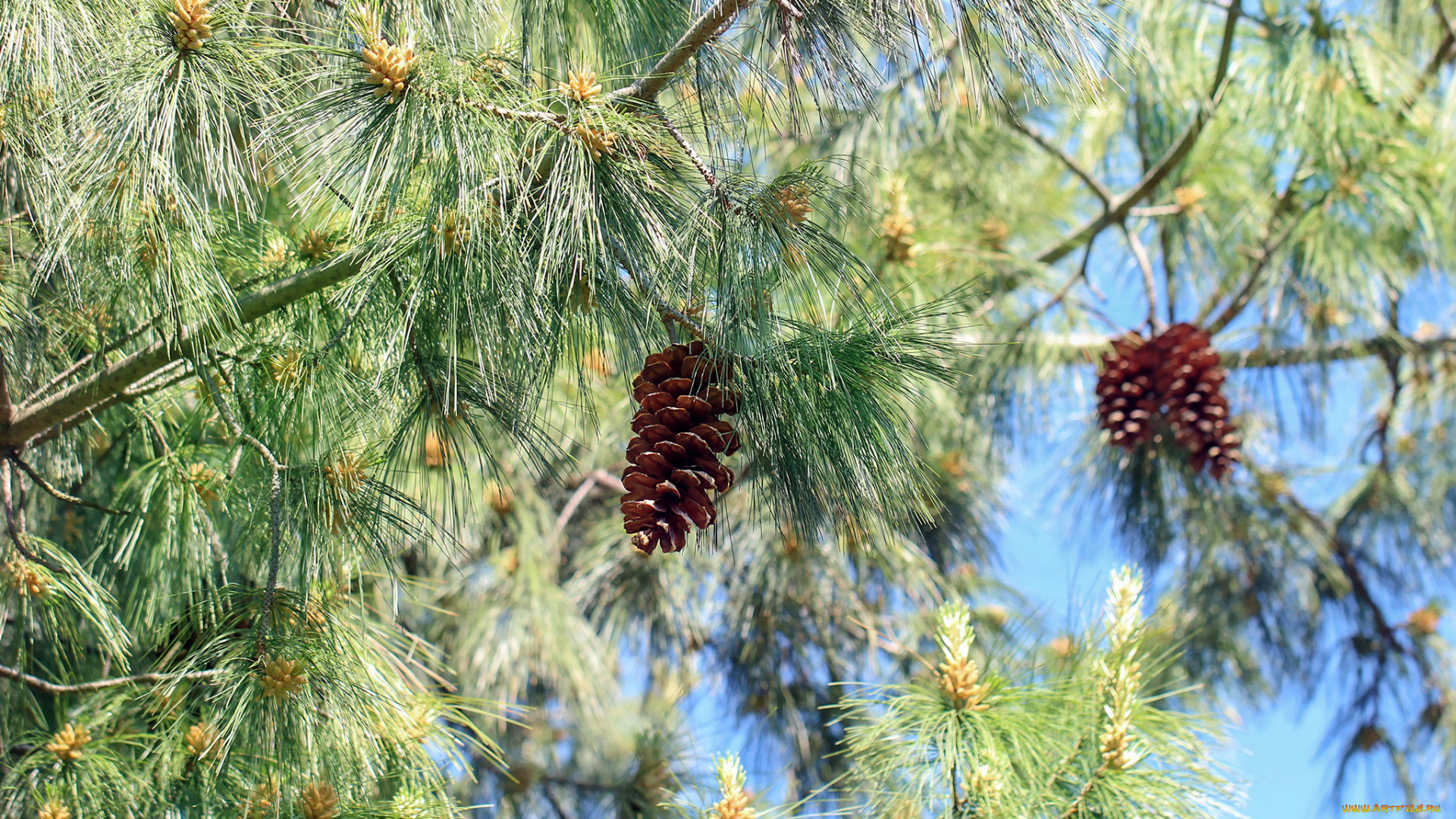 природа, шишки, , жёлуди, , каштаны