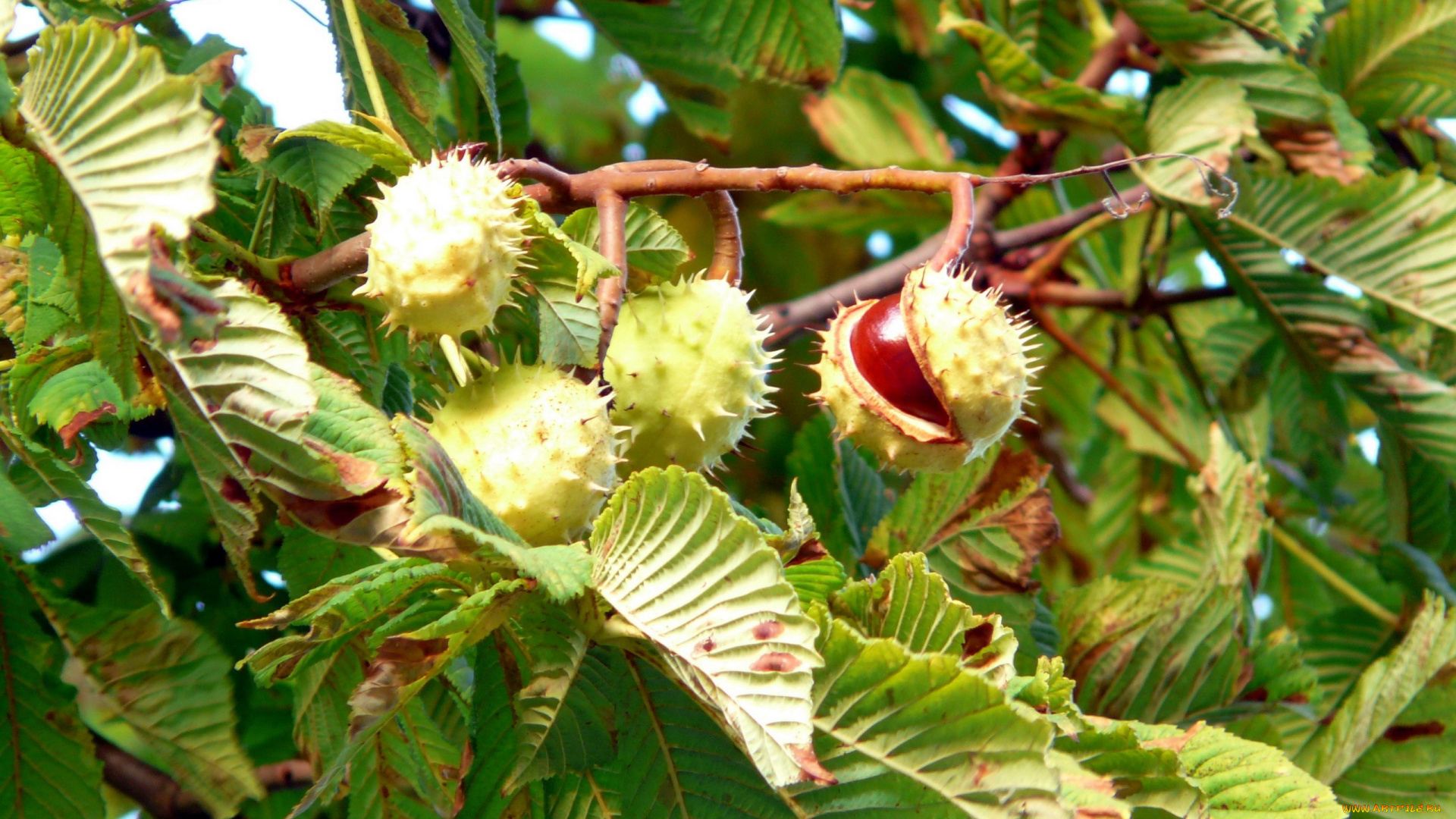 природа, шишки, , жёлуди, , каштаны, каштаны