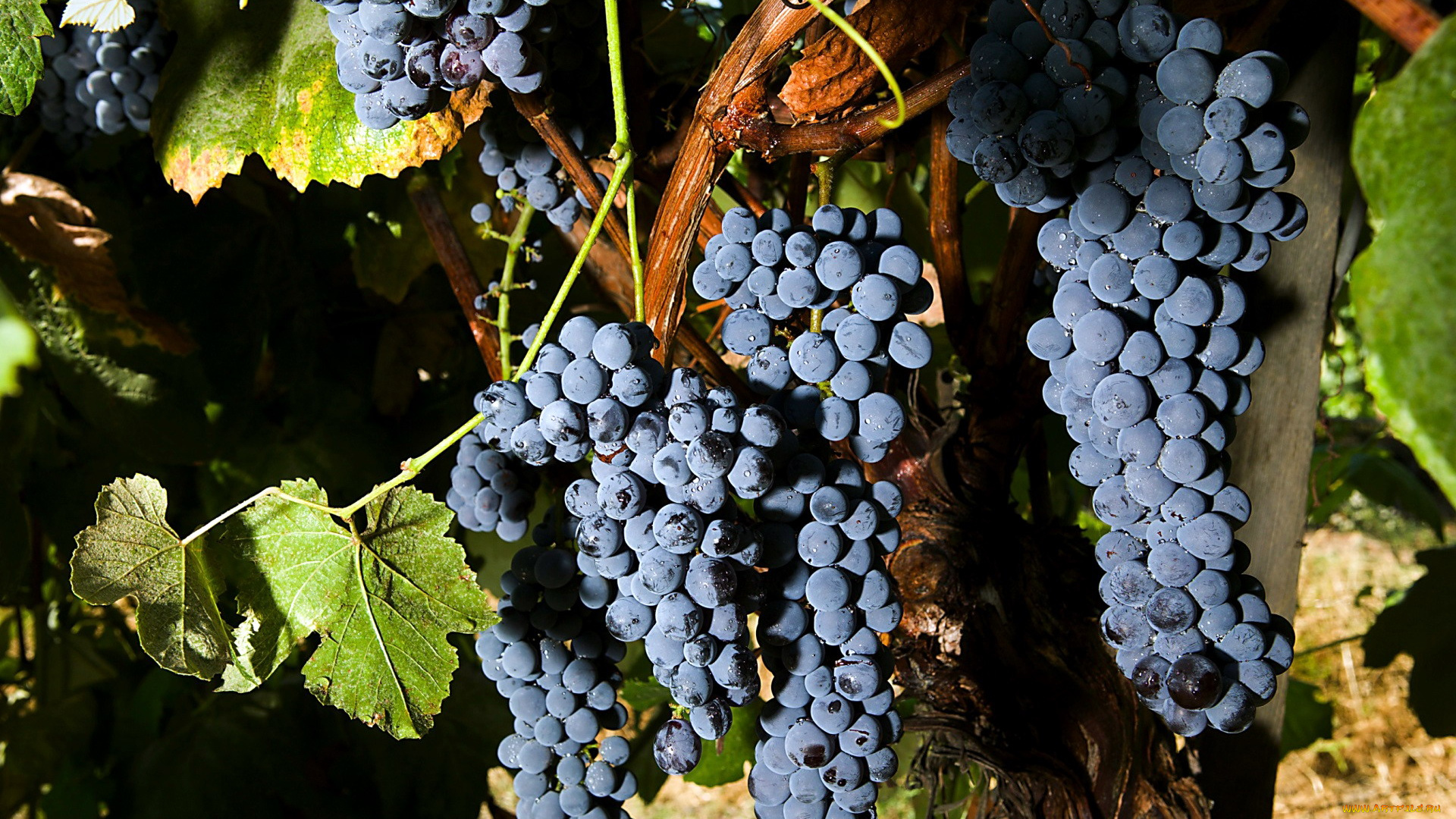 природа, Ягоды, , виноград, грозди