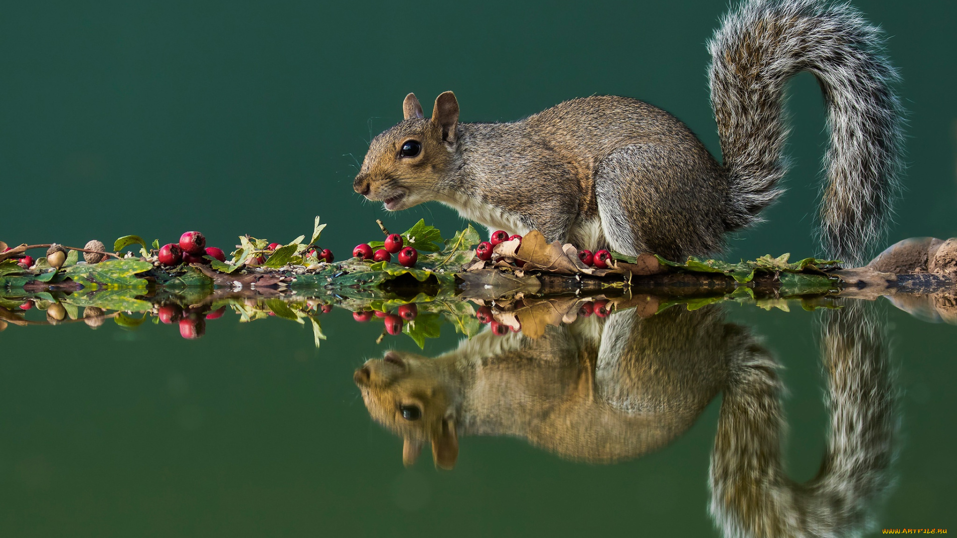 животные, белки, белка, боярышник, грызун, зеленый, фон, осень, отражение, вода, листья, белочка, серая, плоды, ягоды, хвост, симметрия, композиция, поза