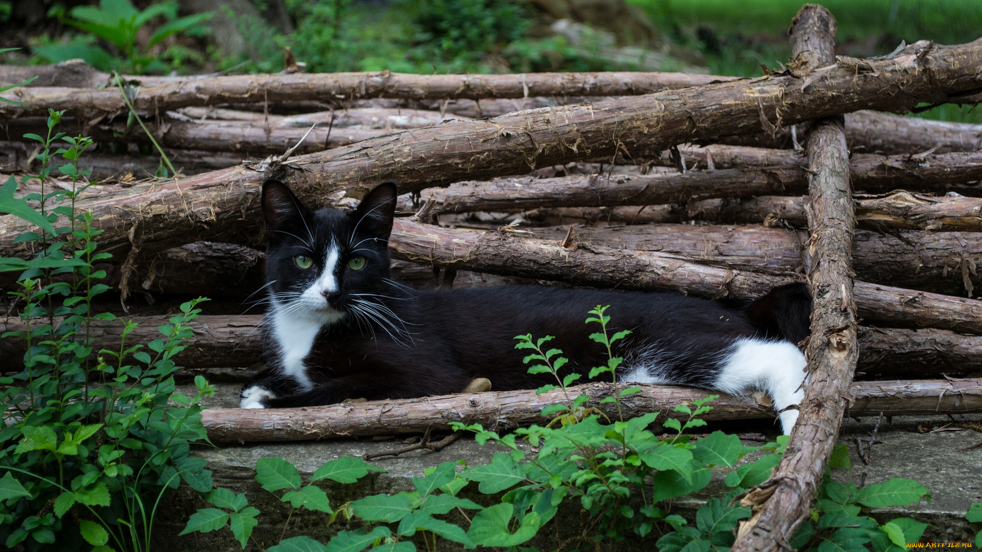 животные, коты, кот