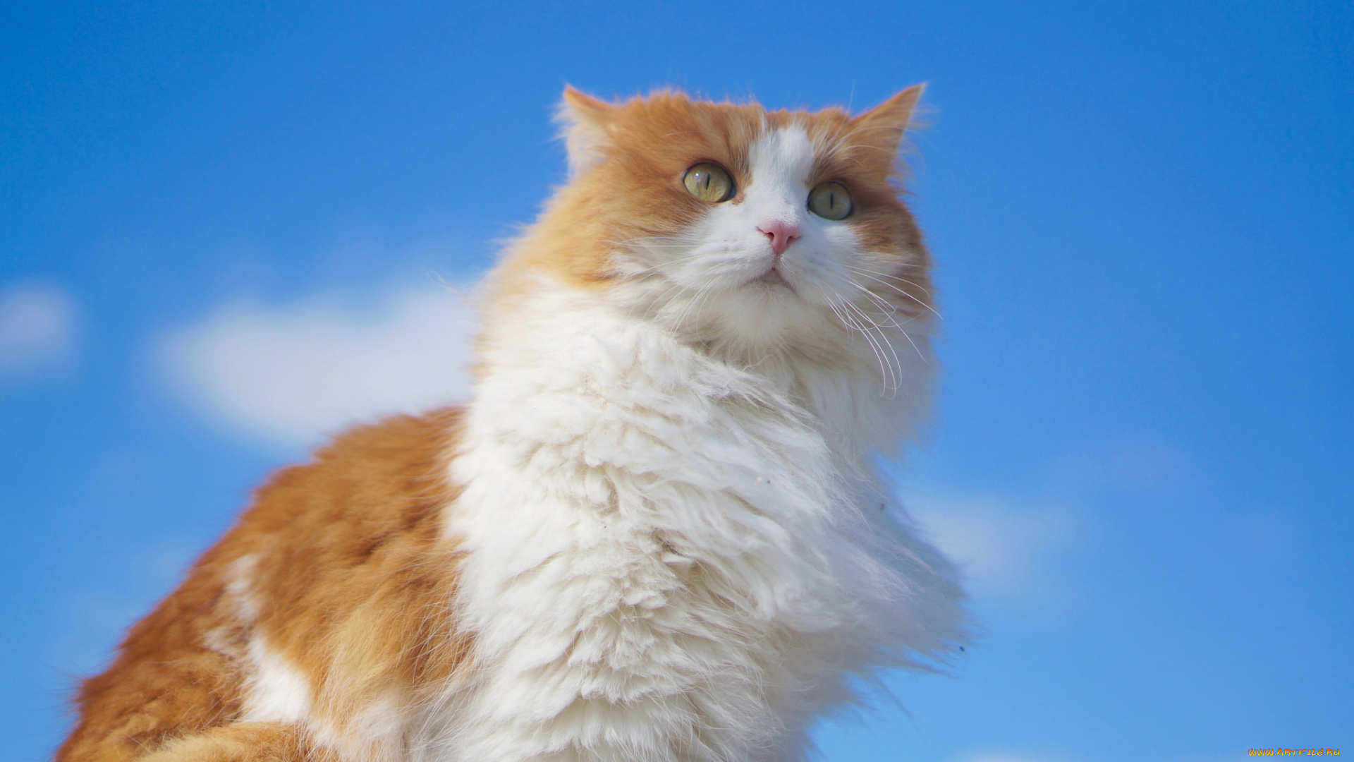 животные, коты, портрет, взгляд, небо, кошка, пушистая