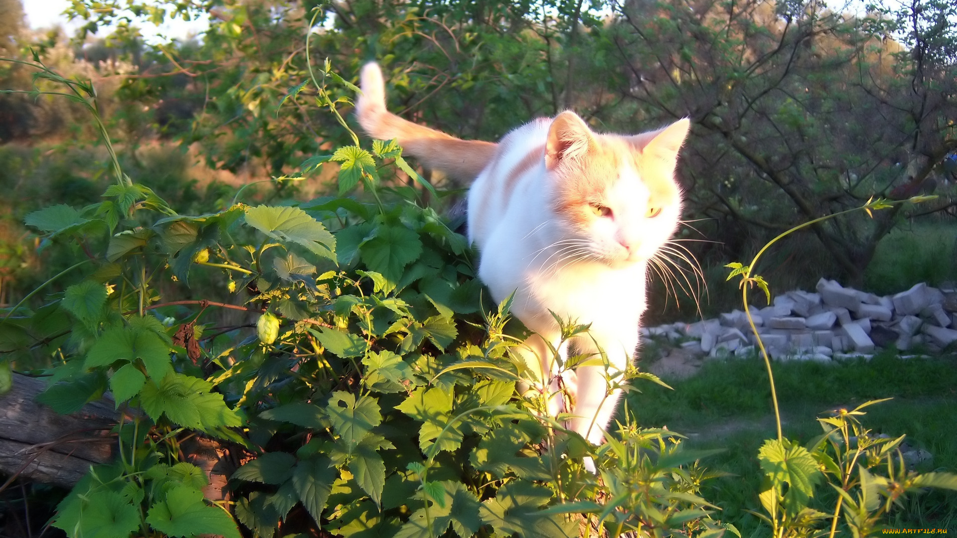 животные, коты, рыжик, кот