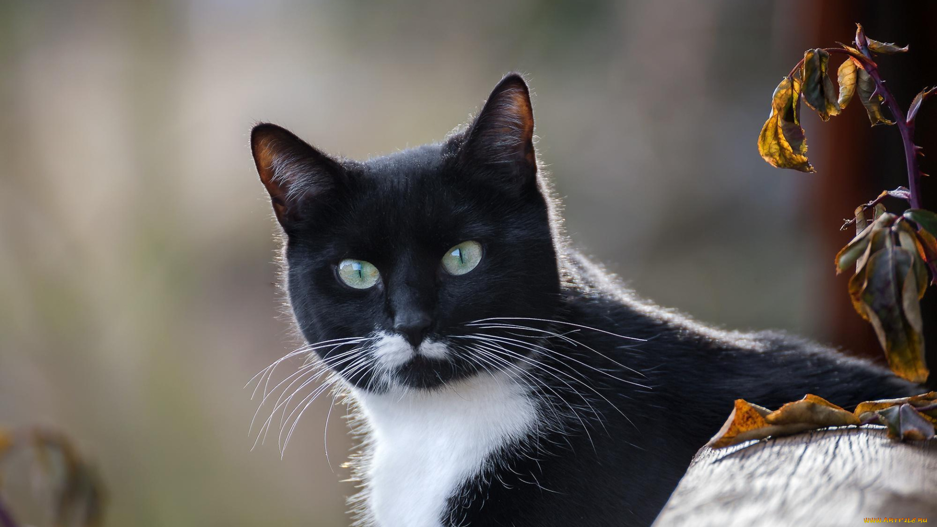 животные, коты, взгляд, кот