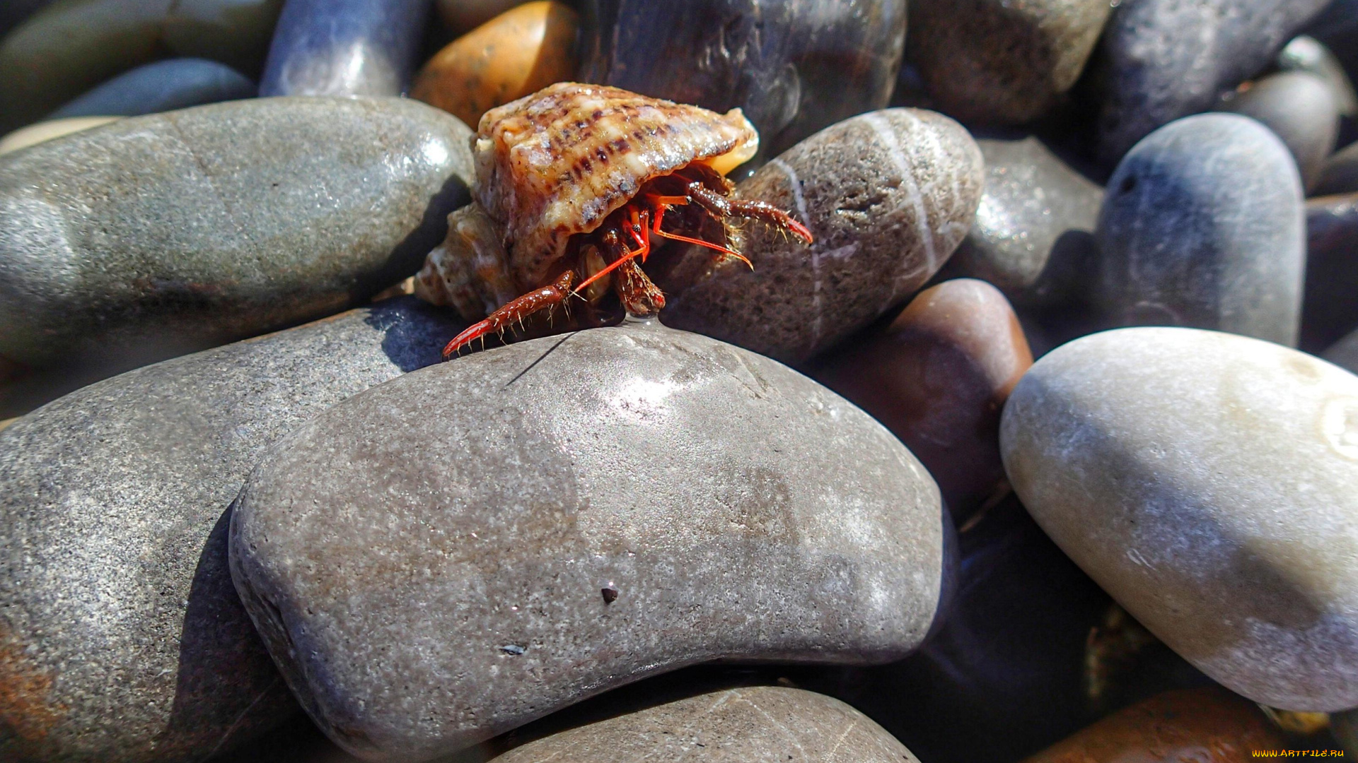 животные, крабы, , раки, рак-отшельник, галька, камни, ракушка