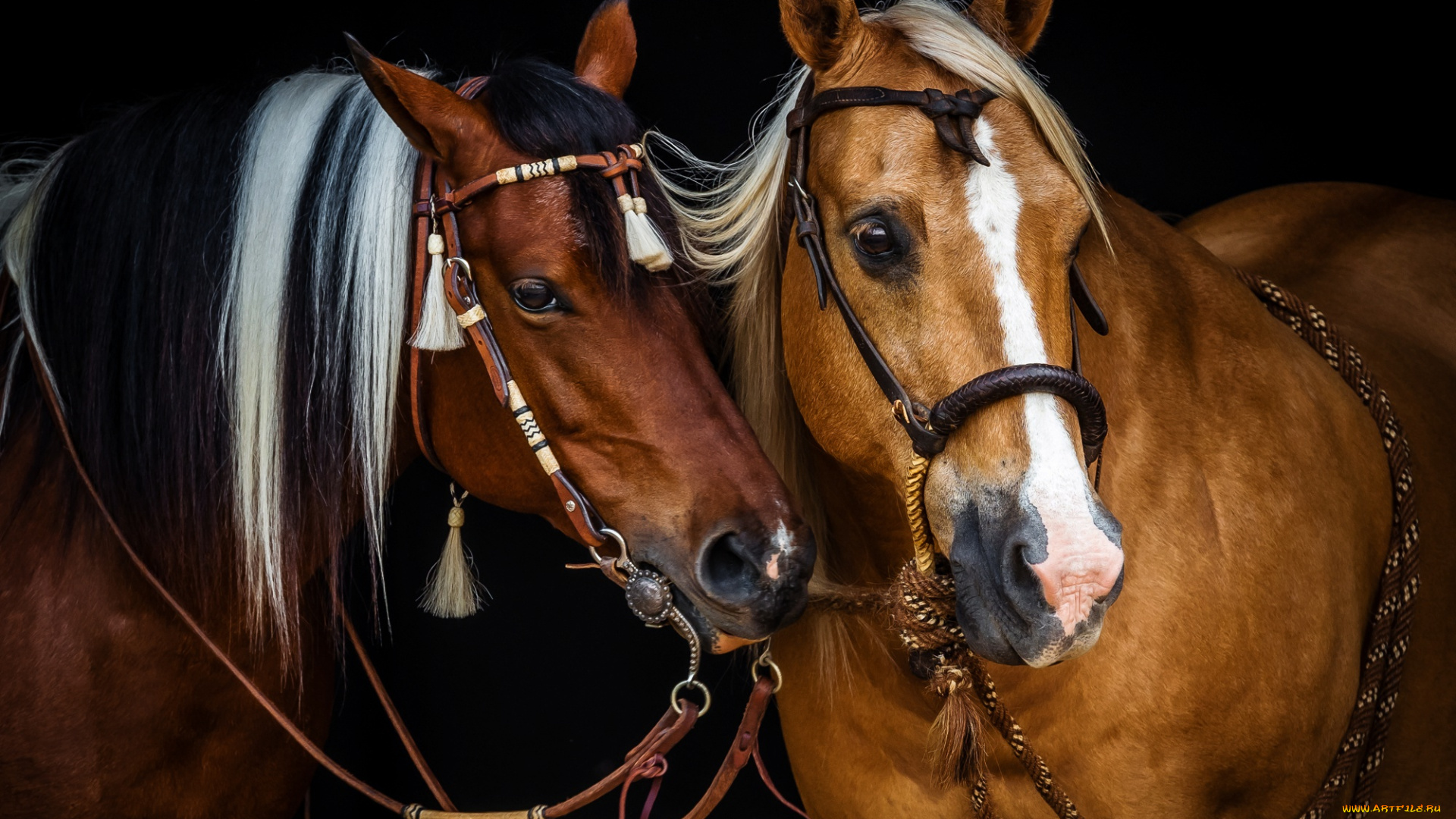животные, лошади, грива, кони
