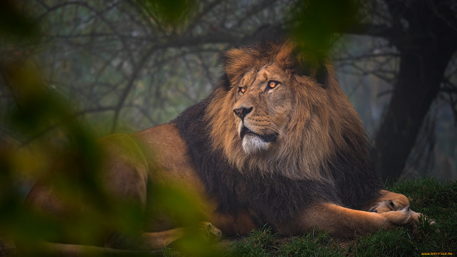 животные, львы, лежит, фон, поза, лев, взгляд