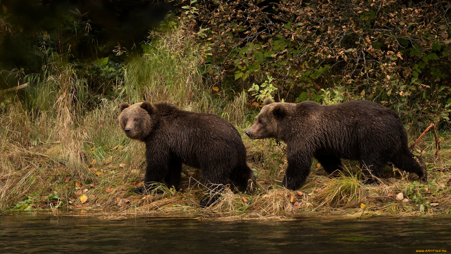 животные, медведи, листва, осень, водоем, два, мишки, прогулка, парочка, пара, река, взгляд, трава, медведя, бурые, берег