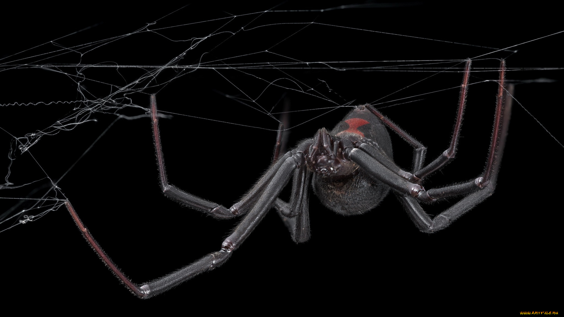 животные, пауки, паук, паутина, фон