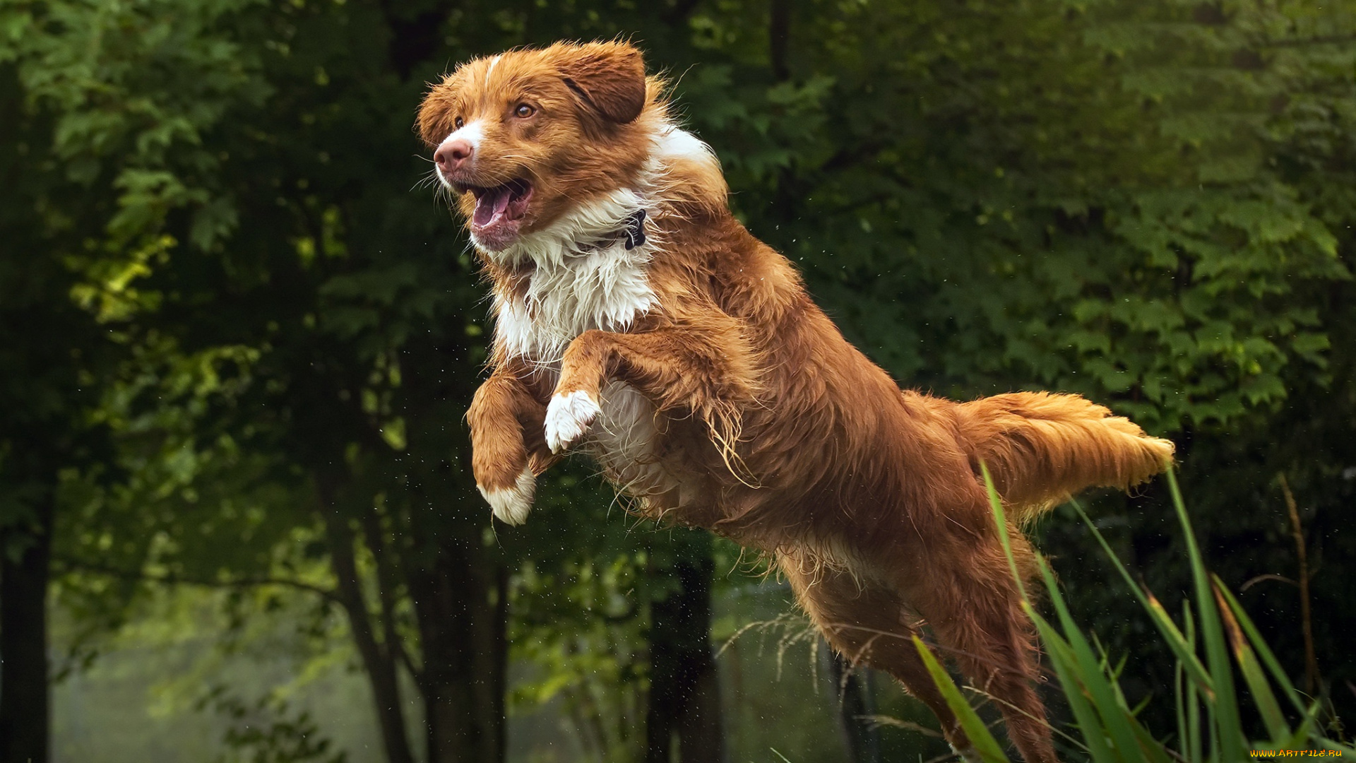 животные, собаки, прыжок, друг, собака