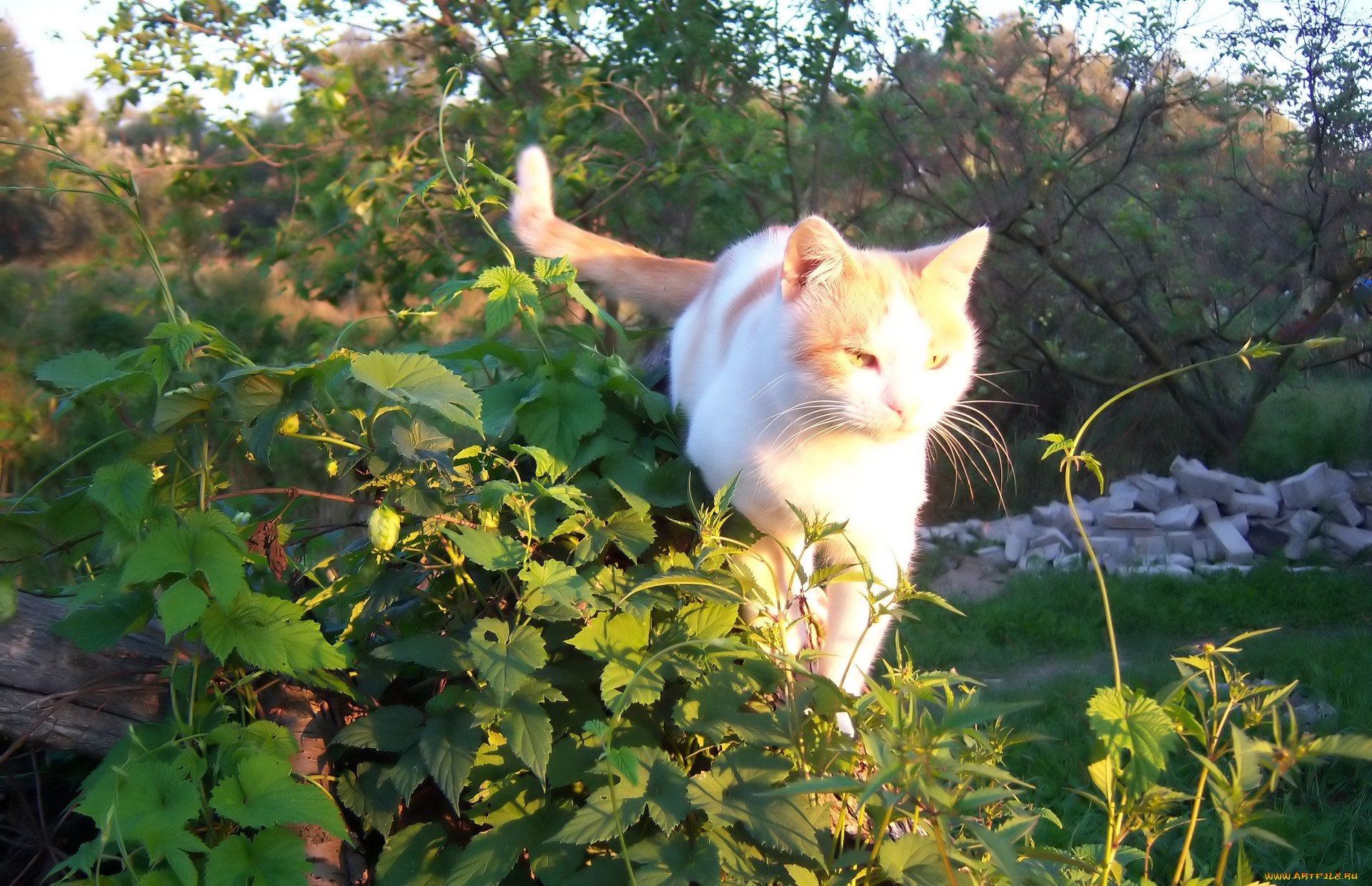 животные, коты, рыжик, кот