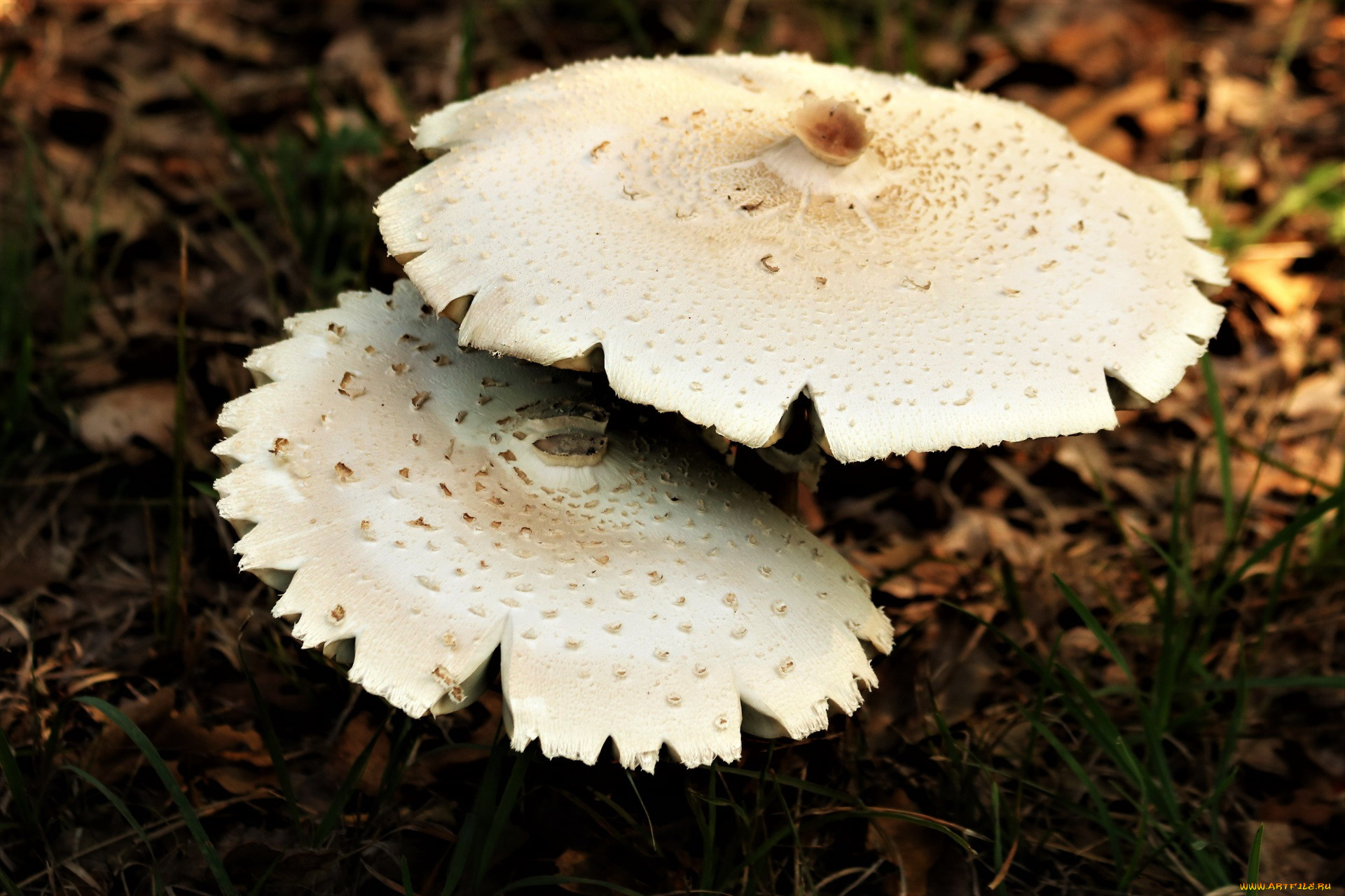 природа, грибы, шляпки