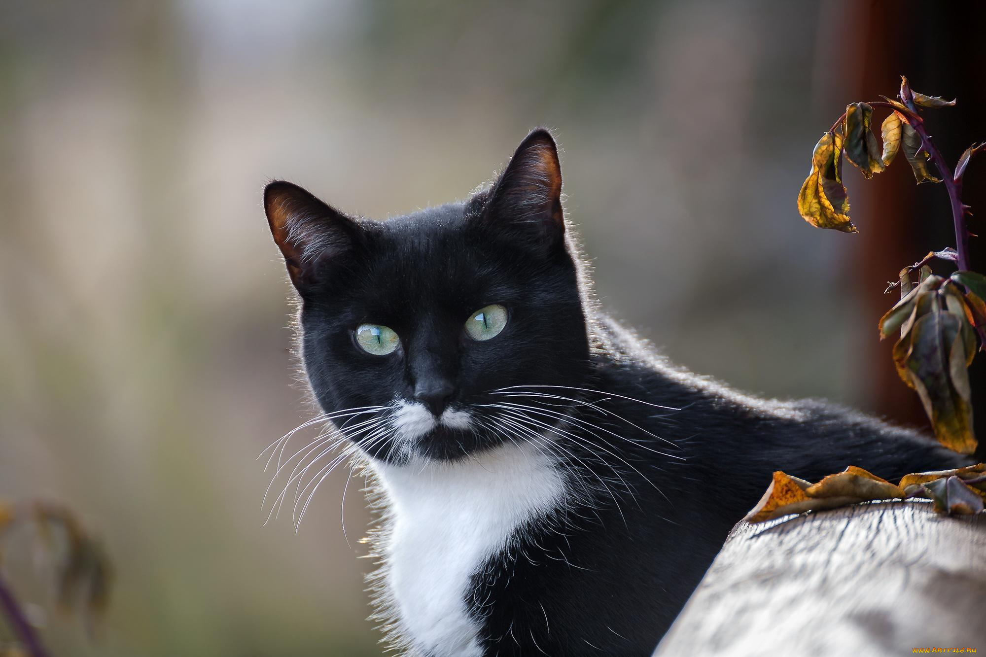 животные, коты, взгляд, кот