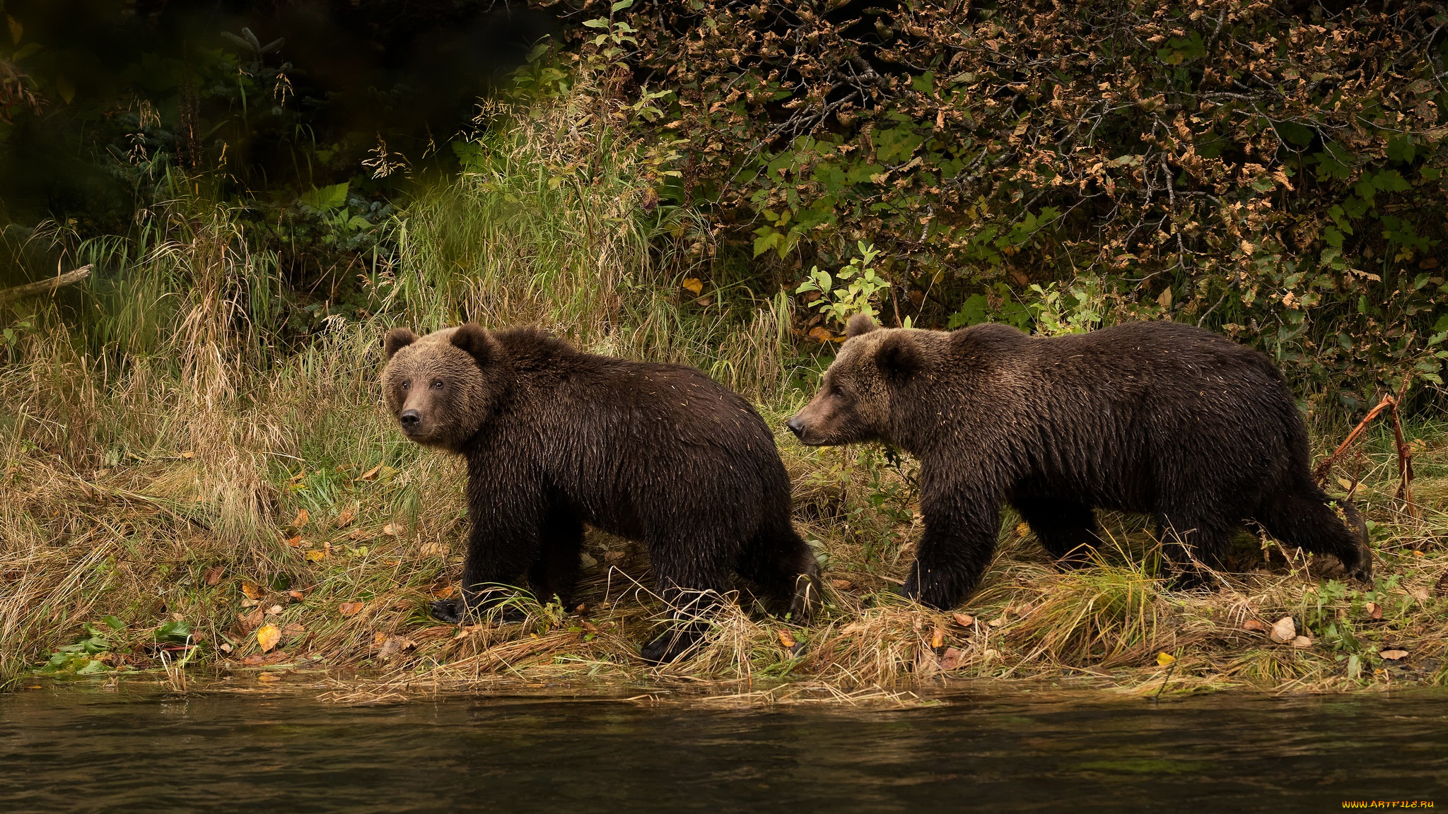 животные, медведи, листва, осень, водоем, два, мишки, прогулка, парочка, пара, река, взгляд, трава, медведя, бурые, берег