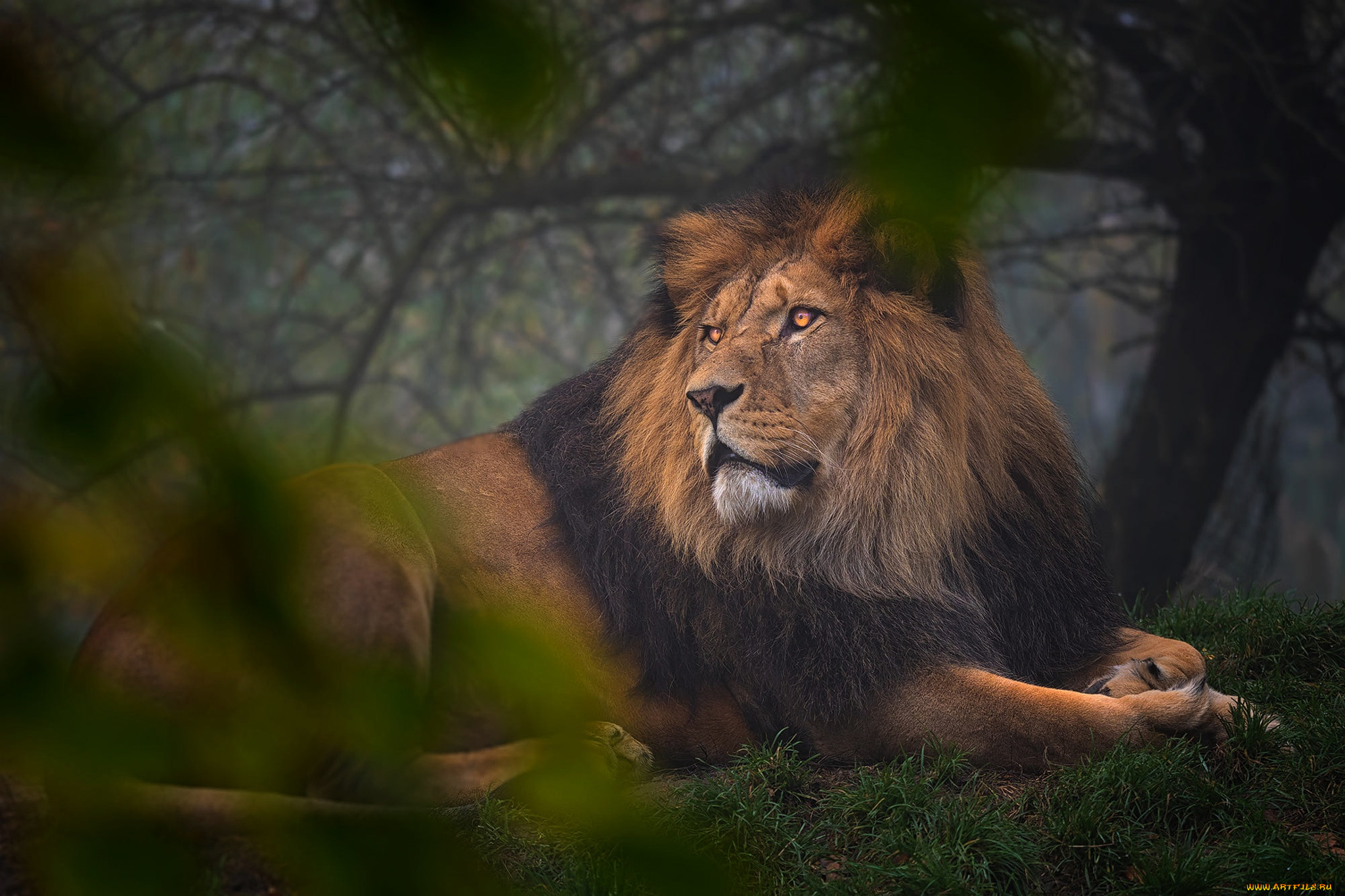 животные, львы, лежит, фон, поза, лев, взгляд