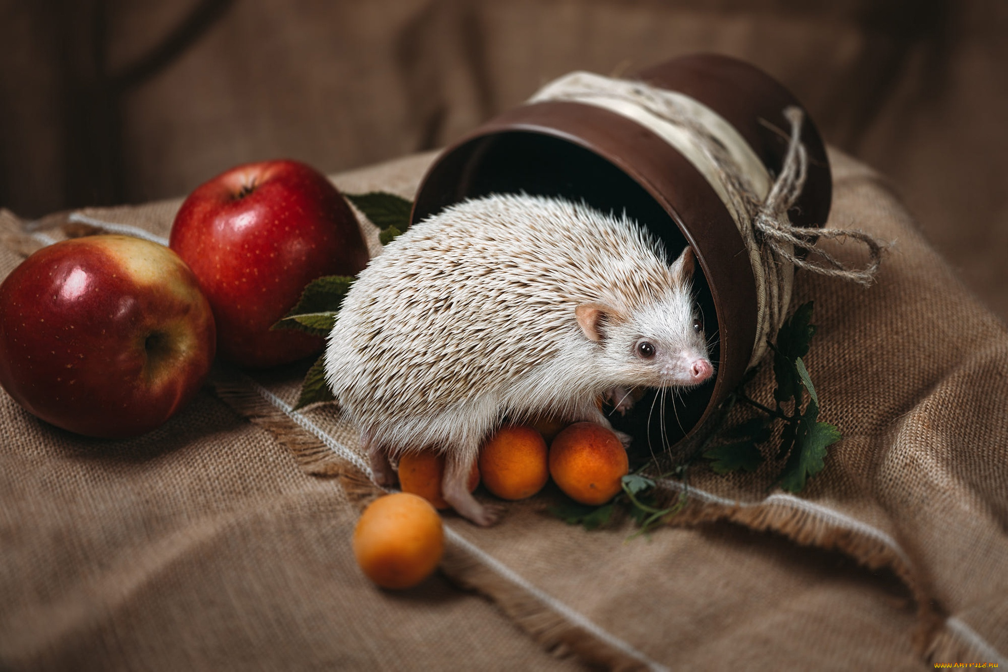 животные, ежи, веревка, ёжик, композиция, мешковина, яблоки, взгляд, ёж, натюрморт, еж, фон, абрикосы, иголки, белый, ежик, фрукты, зверек, ткань, горшок