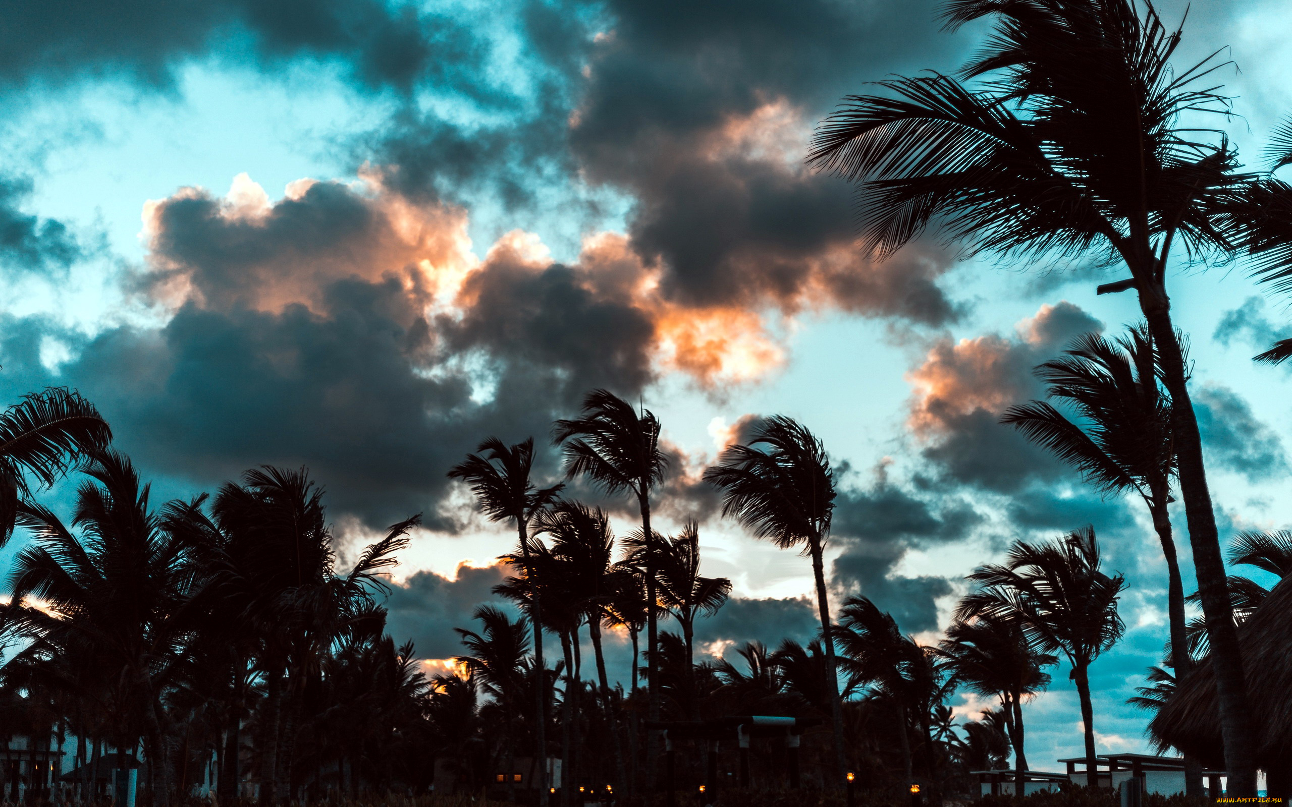 природа, деревья, пальмы