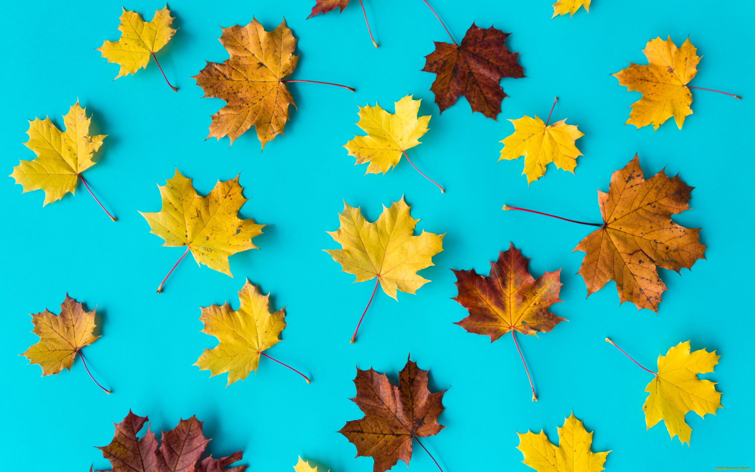 природа, листья, клен, фон