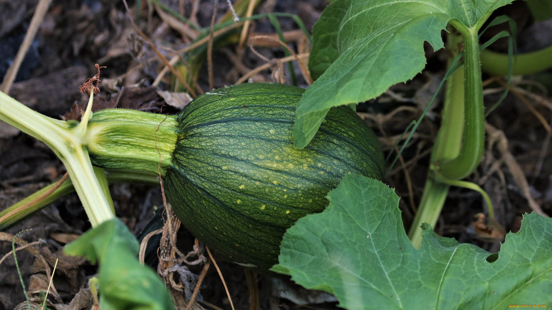 природа, плоды, тыква