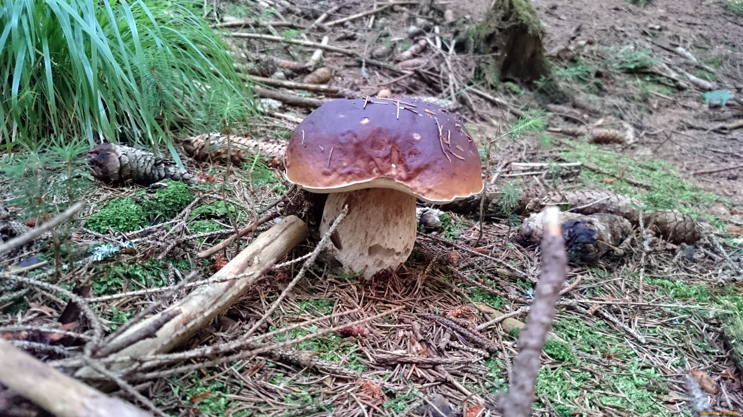 природа, грибы, боровик