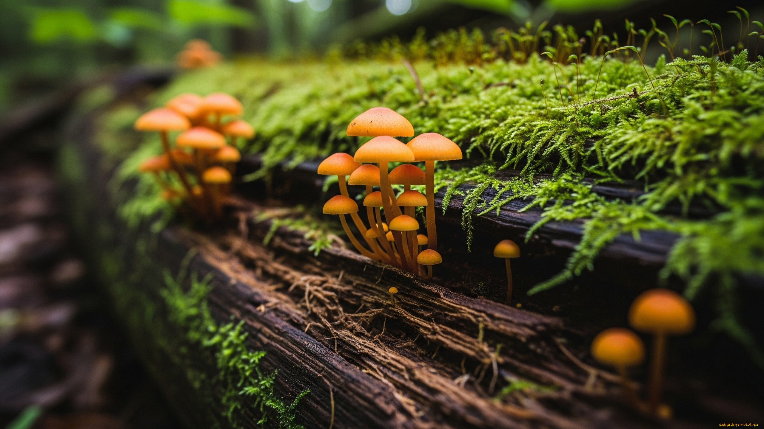 природа, грибы, дерево, мох, боке, растительность, красота
