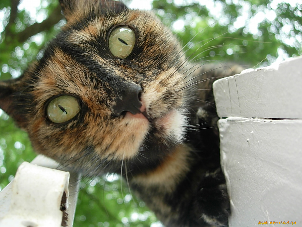 животные, коты