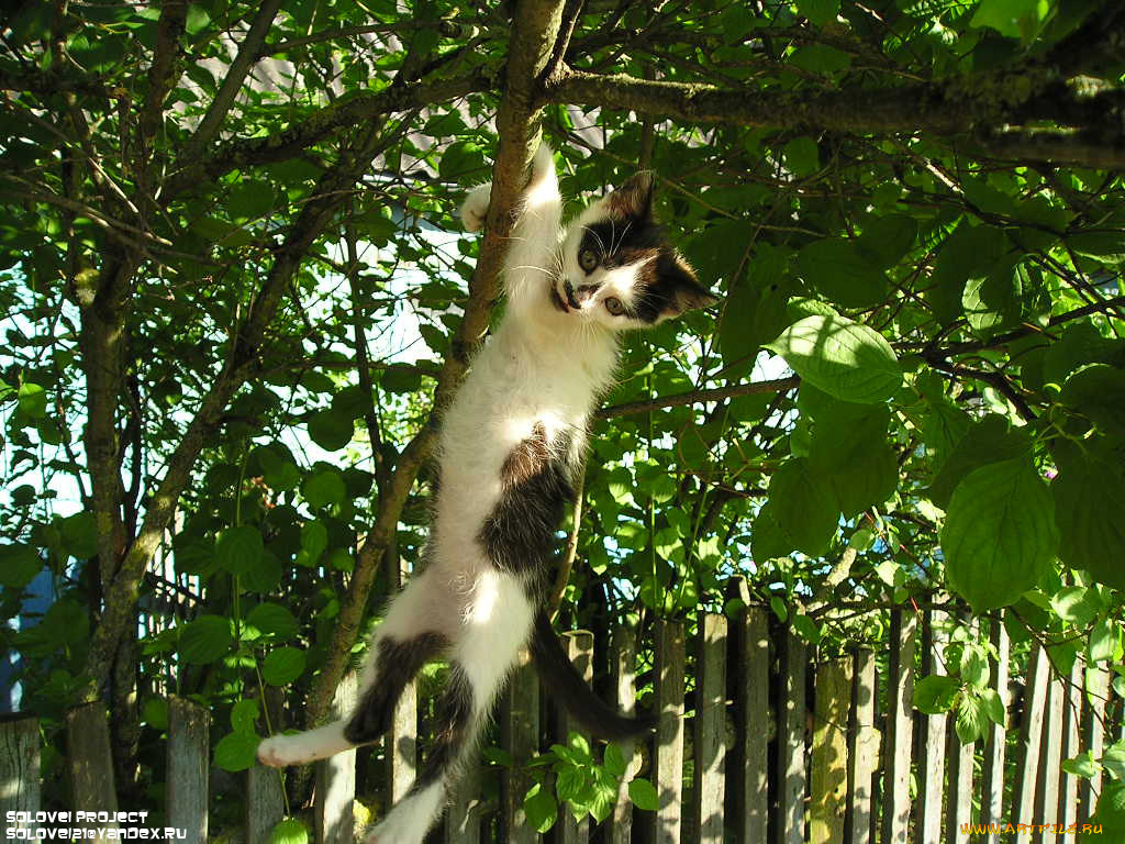 животные, коты