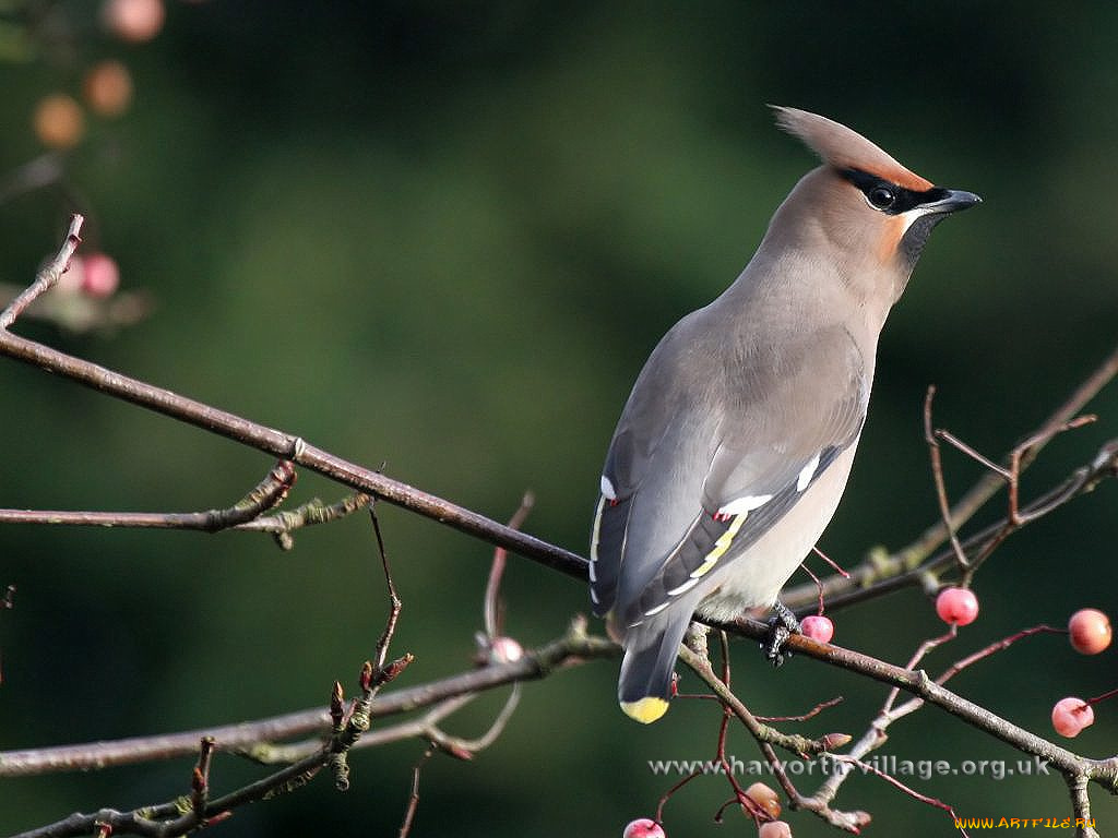 животные, свиристели