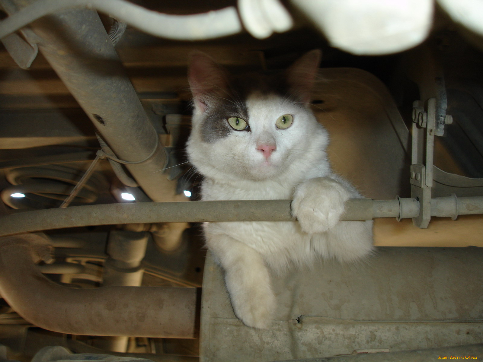 животные, коты