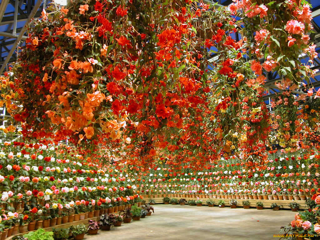 цветы, бегония