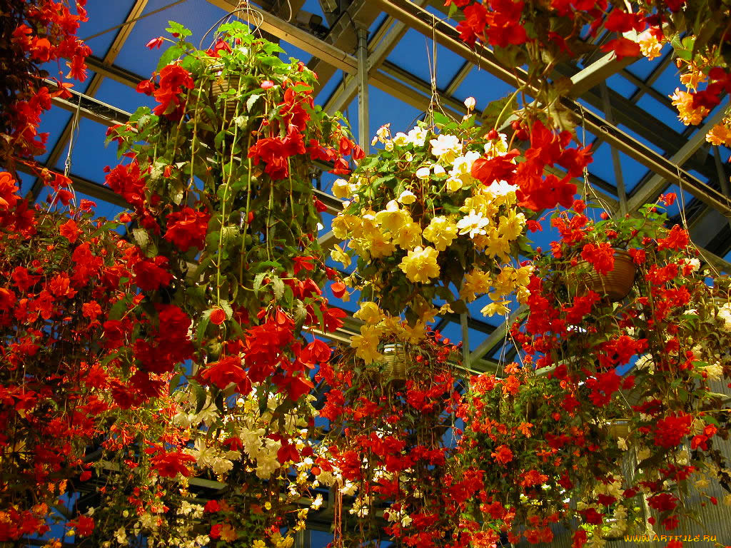 цветы, бегония