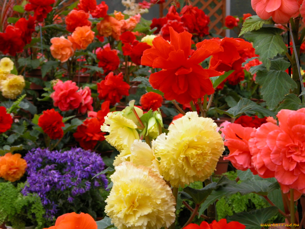 цветы, бегония