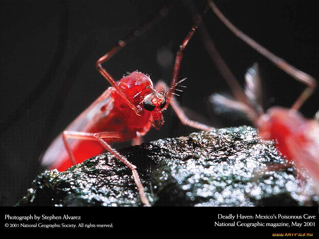 животные, насекомые