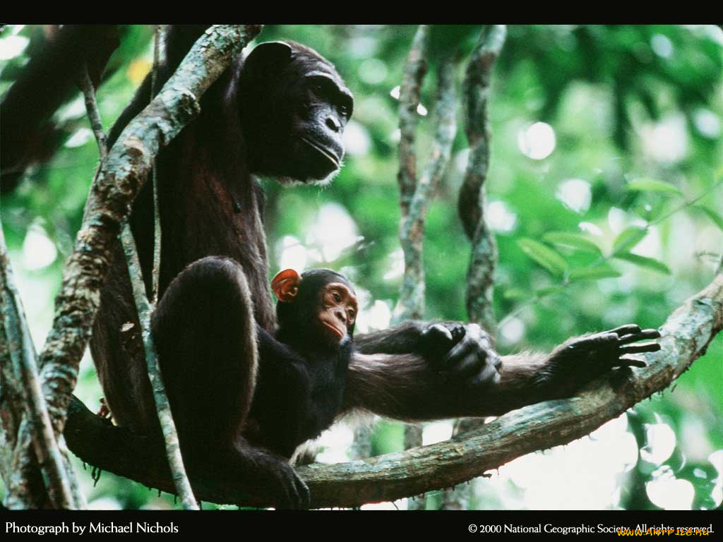 животные, обезьяны