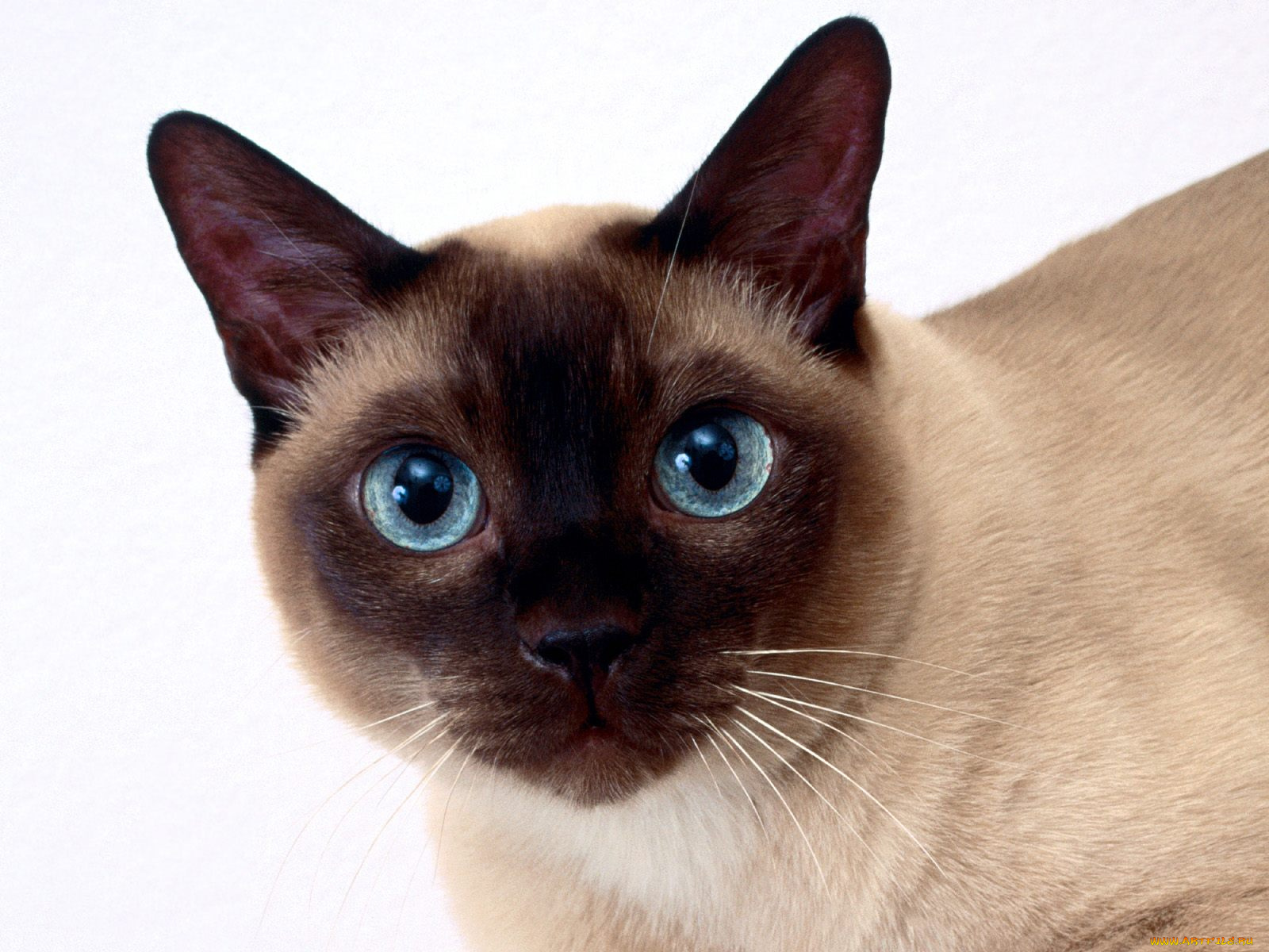clarissa, tonkinese, животные, коты