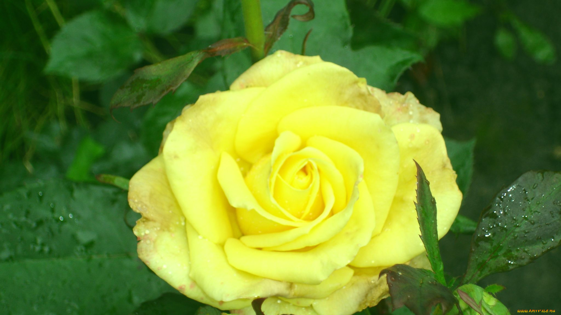 влад, цветы, розы