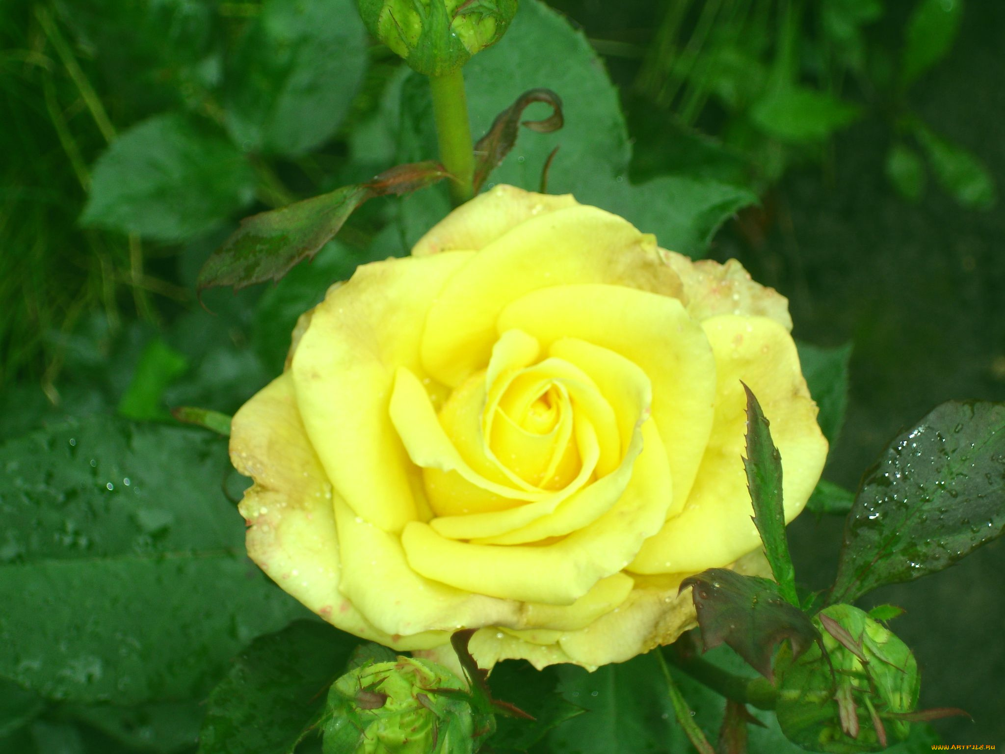 влад, цветы, розы