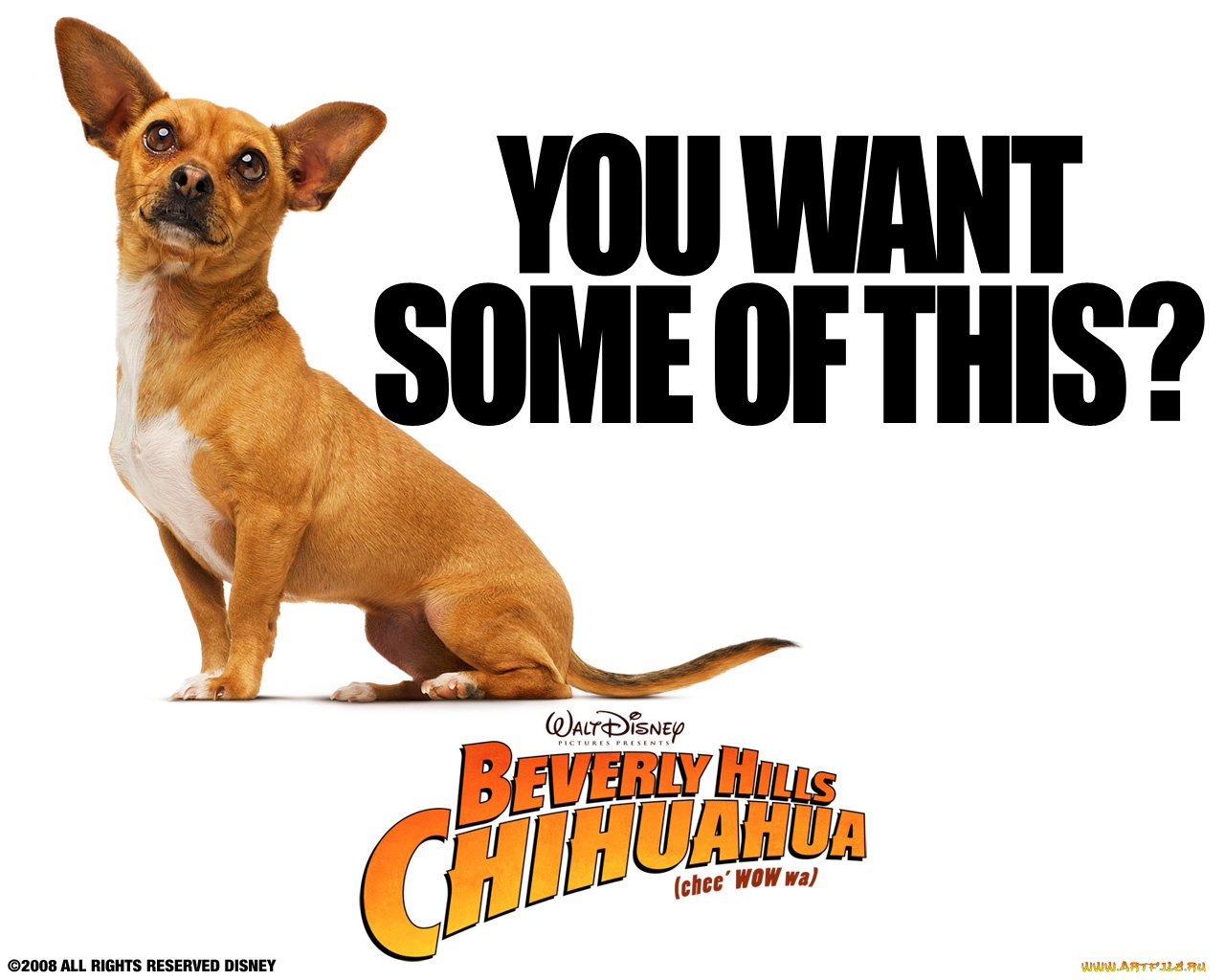beverly, hills, chihuahua, кино, фильмы