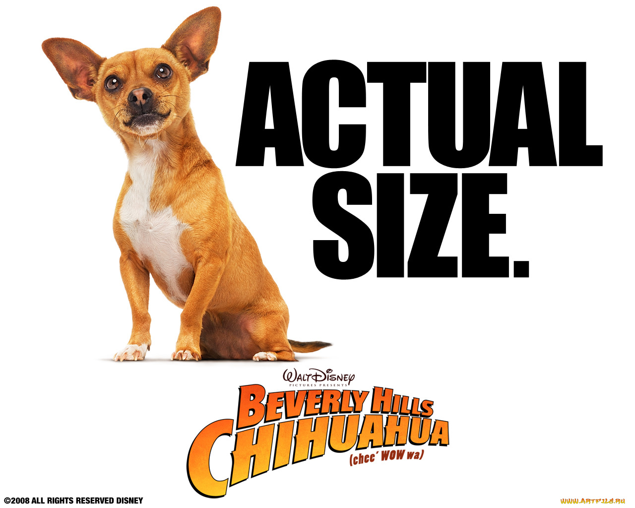 beverly, hills, chihuahua, кино, фильмы