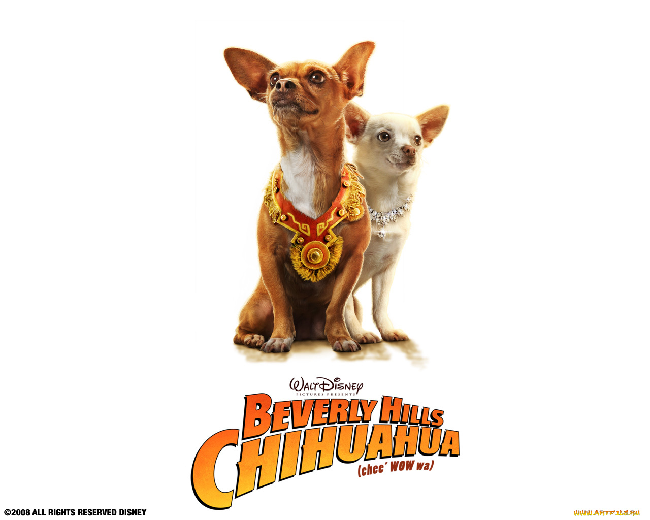 beverly, hills, chihuahua, кино, фильмы