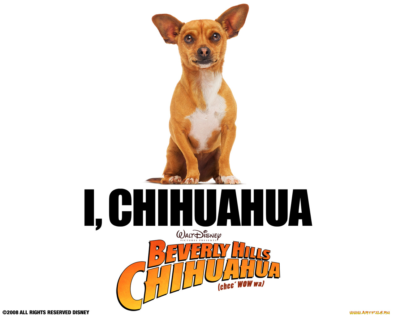 beverly, hills, chihuahua, кино, фильмы