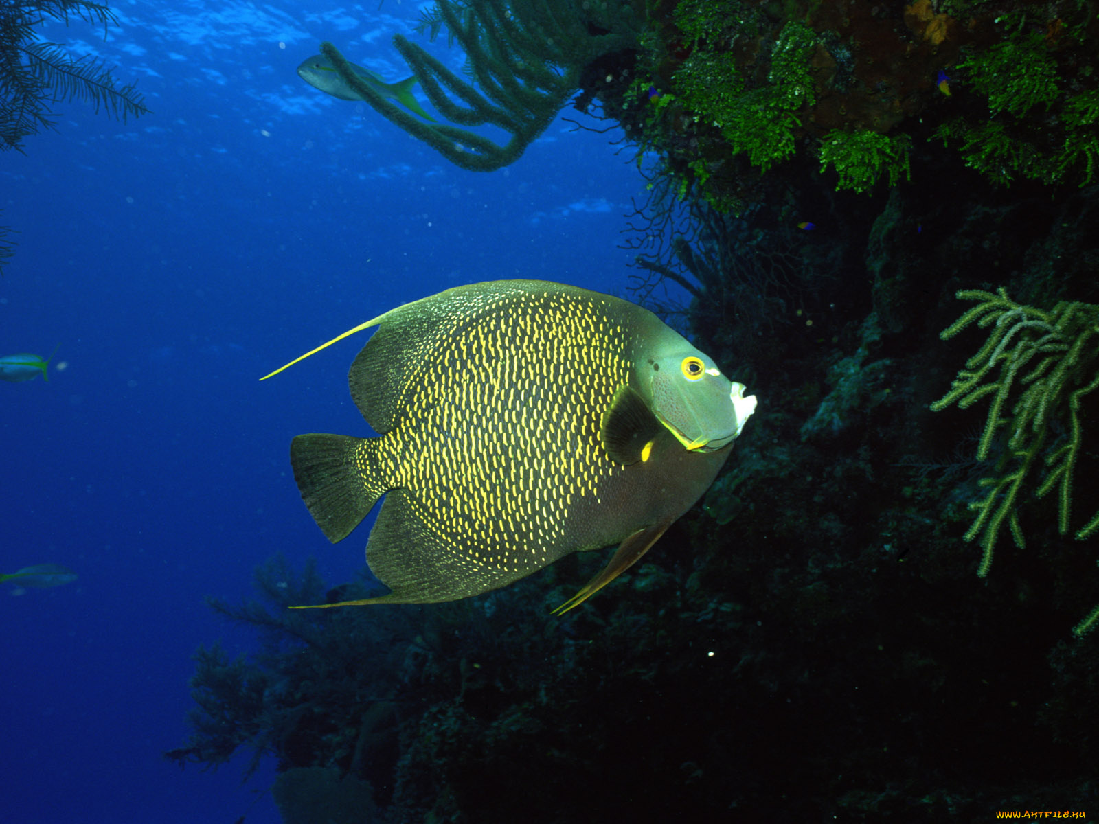 животные, рыбы