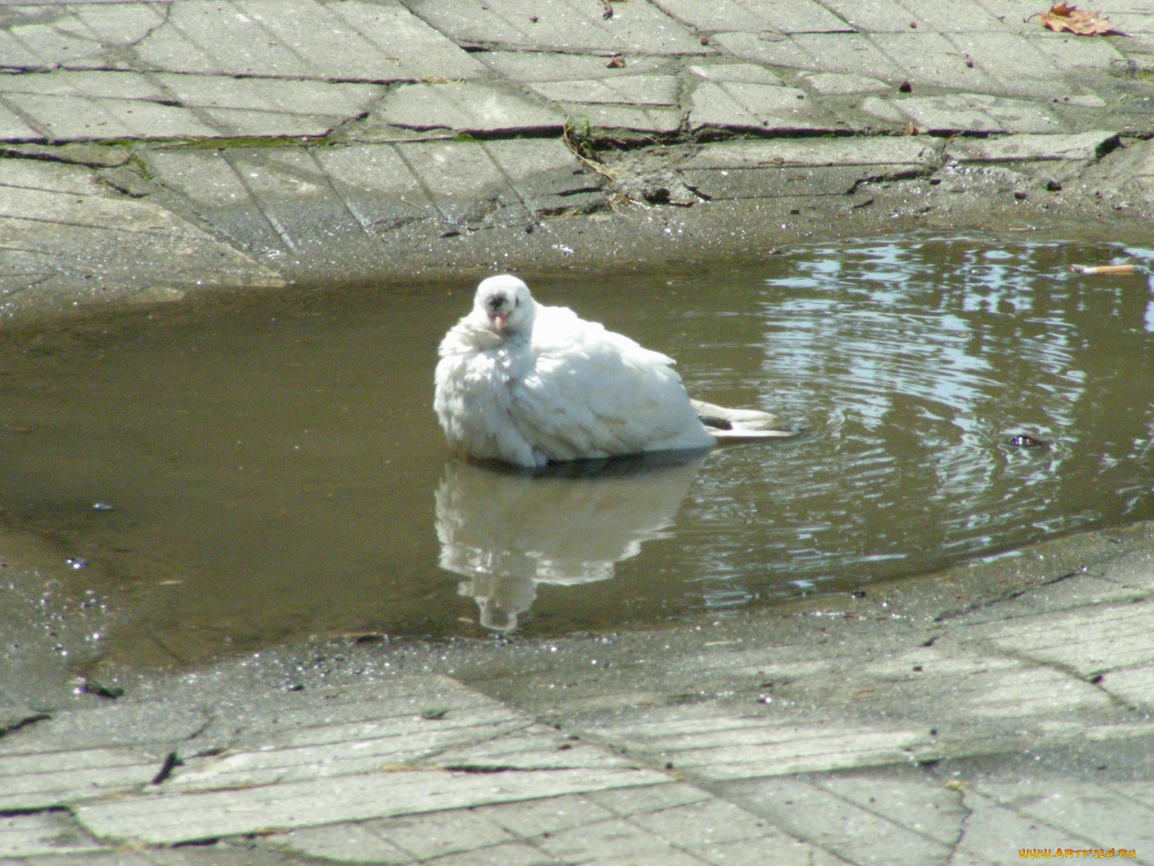 голуби, животные