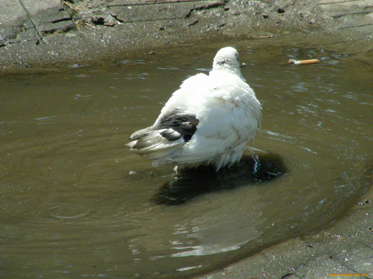 голуби, животные