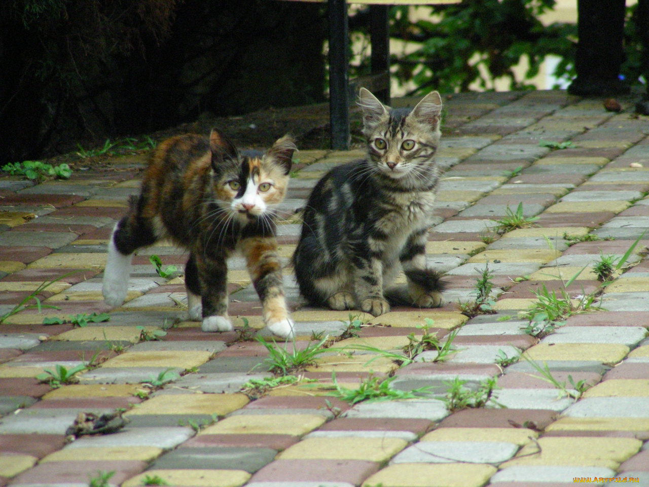 кот, животные, коты