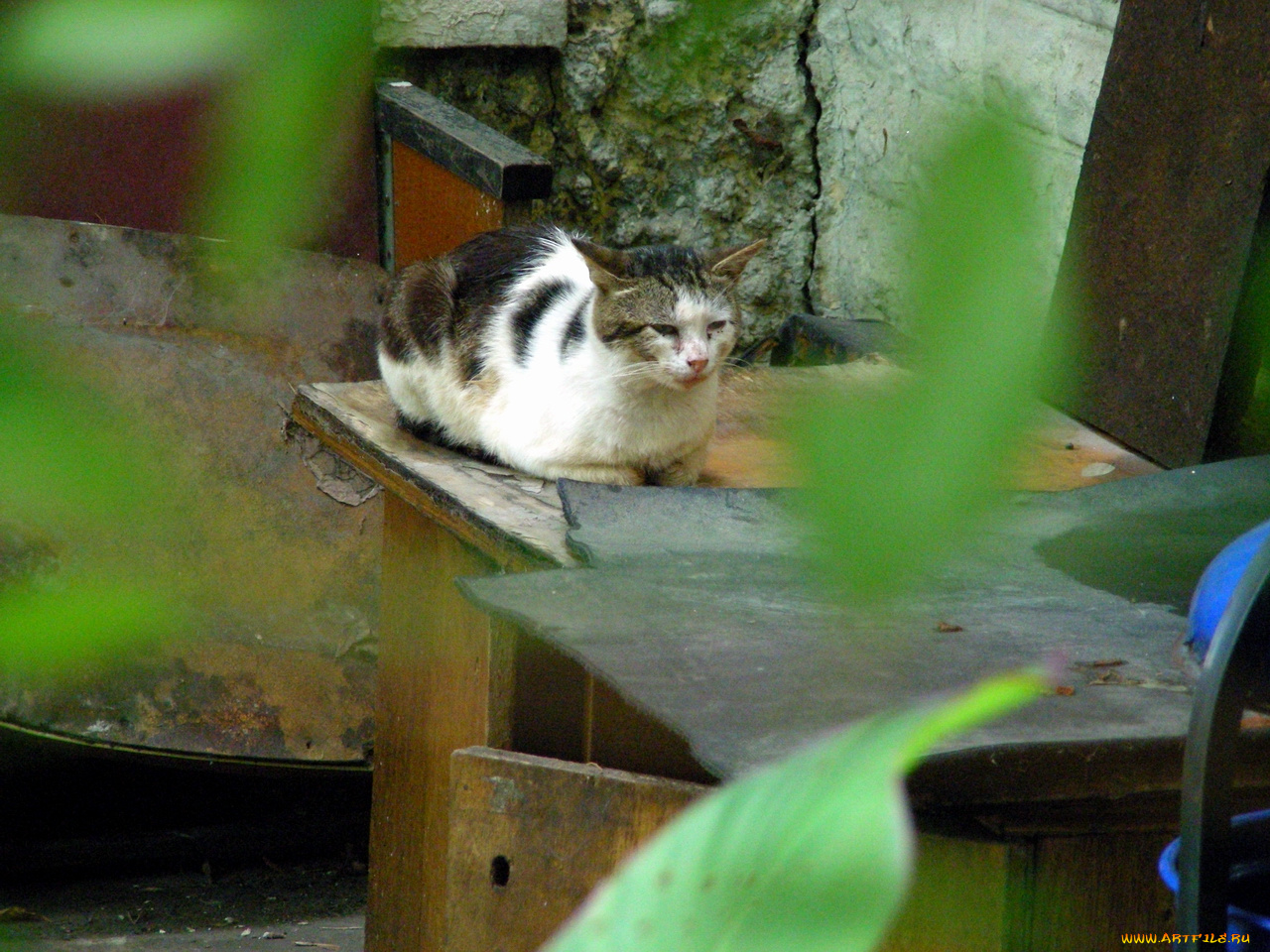 кот, животные, коты