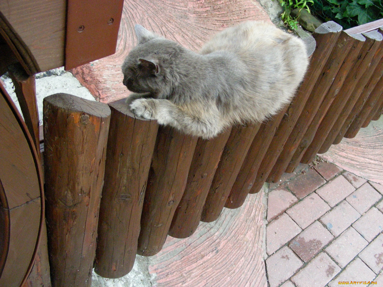 кот, животные, коты