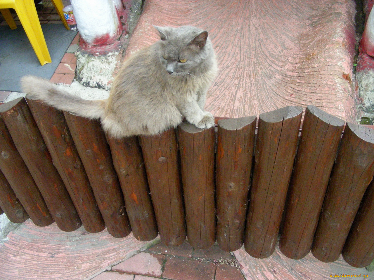 кот, животные, коты